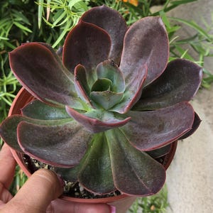 May include: A set of three ceramic mugs with a speckled, matte finish. The mugs are in shades of cream, light gray, and dark gray. Each mug has a simple, minimalist design, perfect for coffee or tea.