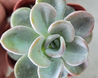 Pachyveria 'Orpet'