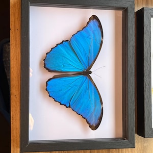 Morpho Moth Black Framed Entomology