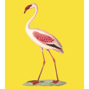 Vintage style flamingo poster Animal poster Vintage poster Vintage Print gift for her gift for child gift for him image 4