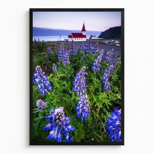 Vik i Myrdal — Lupine Field & Church, Blue Hour | Printable Wall Art, South Coast, Iceland