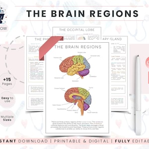 Brain Anatomy Study Template | Neuroscience Notes | Brain Regions Worksheet | Psychology Student Planner | Nervous System Study Guide