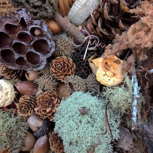 Forest Findings, Natural Crafts, Wild Potpourri 40+ pieces