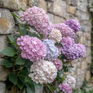 Mixed Color Hydrangea Flower Seeds – Lush Blooms in Pink, Blue & Purple, Easy Perennial Beauty