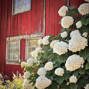 White Hydrangea Seeds – Elegant Garden Shrubs with Pure White Blooms, Easy-to-Grow Flower Seeds for Home Landscaping