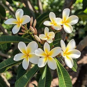 Plumeria-zaden | Geurige tropische bloemen voor balkonpotten of zomertuinen