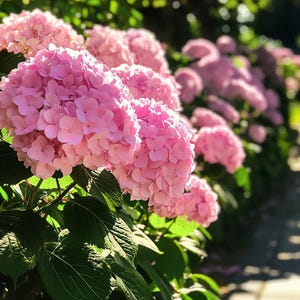 Pink Hydrangea Seeds – Easy-Care Blooming Shrub, Beautiful Soft Pink Flowers