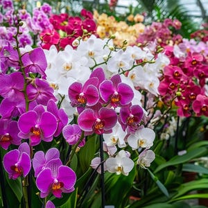 Mixed Color Phalaenopsis Orchid – Easy-Care Indoor Flowering Plant – Long-Lasting Elegant Blooms in Assorted Hues