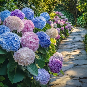 Mixed Color Hydrangea Seeds – Colorful Blooming Shrubs for Vibrant Gardens, Easy-to-Grow Ornamental Seeds