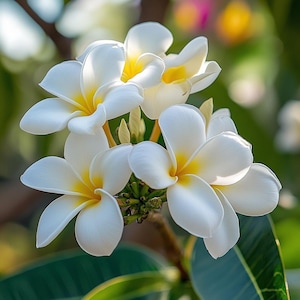 White Plumeria Frangipani Seeds – Geurige tropische bloem voor tuin, terras of balkon