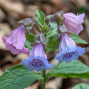 Pulmonaria Officinalis Seeds | Spotted Lungwort for Shaded Gardens & Woodland Corners