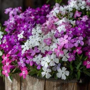Mixed Color Moss Phlox Seeds – Carpet Blooms for Borders, Rock Gardens & Ground Cover