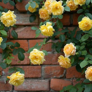 Yellow Climbing Rose Seeds – Fragrant Climbing Flower for Arches, Fences & Garden Walls