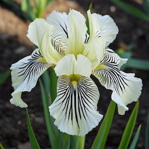 Sementes de Íris Listrada Zebra | Flor de Íris com Padrão Raro para Jardim e Vasos | Flores Perenes Fortes e Fáceis de Cultivar