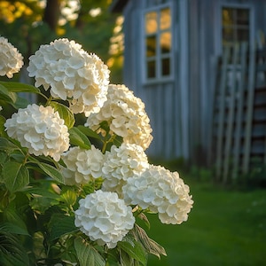 White Hydrangea Flower Seeds – Pure White Perennial Blooms for Garden and Arrangements
