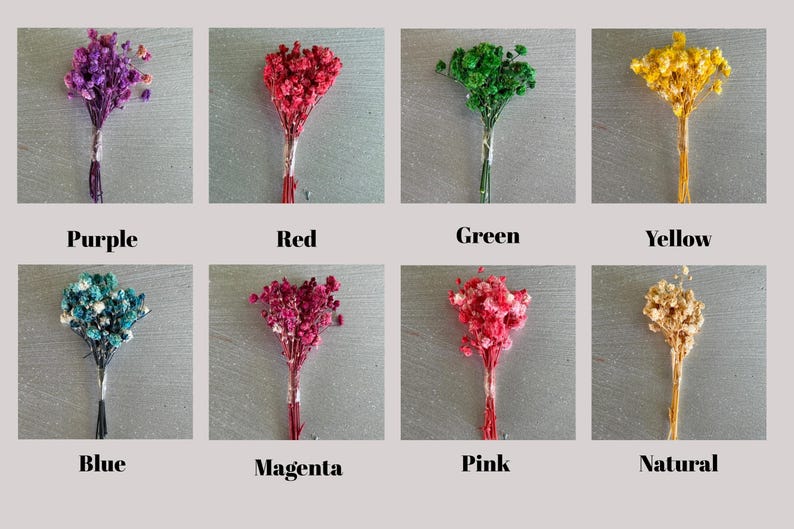 May include: Eight small bouquets of dried baby's breath flowers arranged in two rows. The colours include purple, red, green, yellow, blue, magenta, pink, and natural. Each bouquet is labelled with its corresponding colour name in black text below.