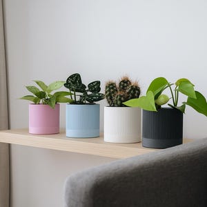 May include: Four potted plants on a wooden shelf. The pots are in pink, blue, white, and black, each with a ribbed design. The plants include a leafy green plant, a patterned plant, a cactus, and another leafy green plant.