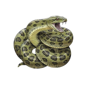 Puede incluir: Ilustración de una serpiente verde enroscada con manchas oscuras, con la boca abierta mostrando colmillos. La obra, de estilo realista, se presenta sobre fondo blanco y está firmada "Wonderfly".