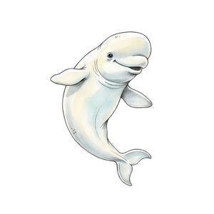 10 Beluga Clipart: Akvarell PNG-bilder (digital nedladdning)