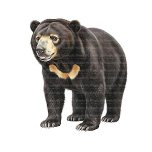 Puede incluir: Ilustración detallada de un oso malayo, de pie sobre sus cuatro patas. El oso tiene pelaje negro, un hocico de color claro y una distintiva marca dorada en el pecho. La imagen está sobre un fondo blanco.