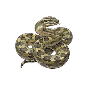 May include: Illustration of a coiled snake with a patterned body in shades of green, brown, and tan. The snake's head is raised, and its tongue is extended. The artwork is set against a white background.