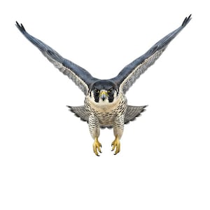 Puede incluir: Ilustración digital de un halcón en pleno vuelo, con las alas extendidas. El ave tiene la cabeza y el dorso de color gris oscuro, con el pecho blanco y moteado. Sus garras amarillas están extendidas sobre un fondo blanco.