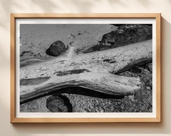 Black and White Driftwood Beach Art, Coastal Nature Photography Print, Minimalist Decor