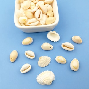 35g Natural Shell Charms Drilled Small Seashell Pendants, Natural Conch Shell Jewelry Charms Jewellery Findings  jewelry supplies