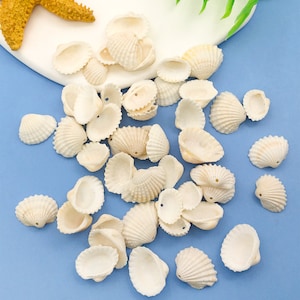 50pcs Natural Seashells/Craft Seashells, Shells For Art, Bulk Seashells, Bulk Shells For DIY handicraft making