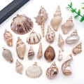 2pcs Seashell Charms Sea Shell Charms Gold Electroplated Natural Conch Cowrie Ocean Beach Charm for Jewelry Making DIY Necklaces Earrings