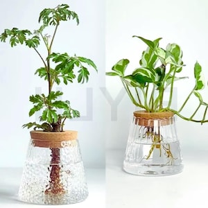 Peut inclure: Deux vases en verre avec des plantes. Les vases ont un design en verre transparent texturé et un couvercle en bois. L'un contient une plante verte à feuilles multiples, l'autre une plante verte et blanche.