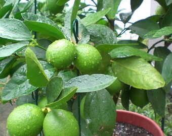 20pcs/bag kaffir lime Citrus aurantifolia organic fruit seeds BONSAI fruit lem 20pcs/bag kaffir lime Citrus aurantifolia organic fruit seeds BONSAI fruit lem