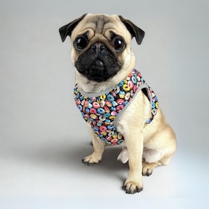 May include: A pug dog with a tan coat wearing a harness decorated with a colourful donut pattern. The harness has a grey trim. The dog is sitting and looking at the camera against a grey backdrop.