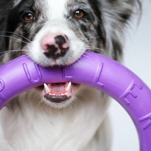 May include: A dog with a black and white coat, brown eyes, and a pink nose, holding a purple ring toy. The toy has the word "PULL" printed on it. The dog's mouth is open, showing its teeth.