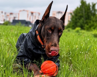 May include: A brown Doberman Pinscher wearing a black raincoat and an orange collar, lying in green grass. The dog has its tongue out and is holding an orange ball. The background includes a cloudy sky and buildings.