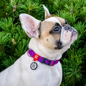 May include: A white and tan French Bulldog wearing a purple collar with a matching tag. The collar has the text "WAU DOG" on it. The dog is looking up with a green background.