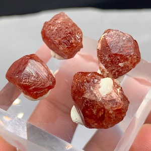 May include: Four rough-cut, reddish-orange crystals are displayed on a clear, rectangular base. Each crystal has a unique, faceted shape and sits atop a small, white base. The crystals are well-lit, showcasing their natural texture and color.