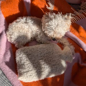 Könnte beinhalten: Ein kleiner, flauschiger, weißer Hund liegt auf einer rosa-orange gestreiften Decke, zusammen mit einer cremefarbenen Wärmflasche. Die Decke hat einen Fransenrand. Die Szene wird von Sonnenlicht durchflutet und schafft eine warme, gemütliche Atmosphäre.