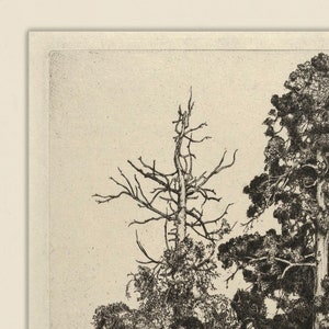 Op de afbeelding: Zwart-wit ets van een bos sc&egrave;ne met twee bomen. De boom links is kaal en dood, terwijl de boom rechts vol bladeren is. De lucht is licht en de bomen bevinden zich op de voorgrond.