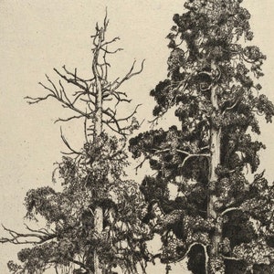 Op de afbeelding: Een zwart-witte tekening van drie bomen. De boom links is dood en heeft kale takken. De andere twee bomen zijn levend en hebben vol blad. De bomen zijn getekend in een realistische stijl.