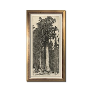 Vintage tree print, Sequoia tree art, Antique tall tree wall art, Printable tree art, Redwood art, Muted colors botanical, Sequoia artwork