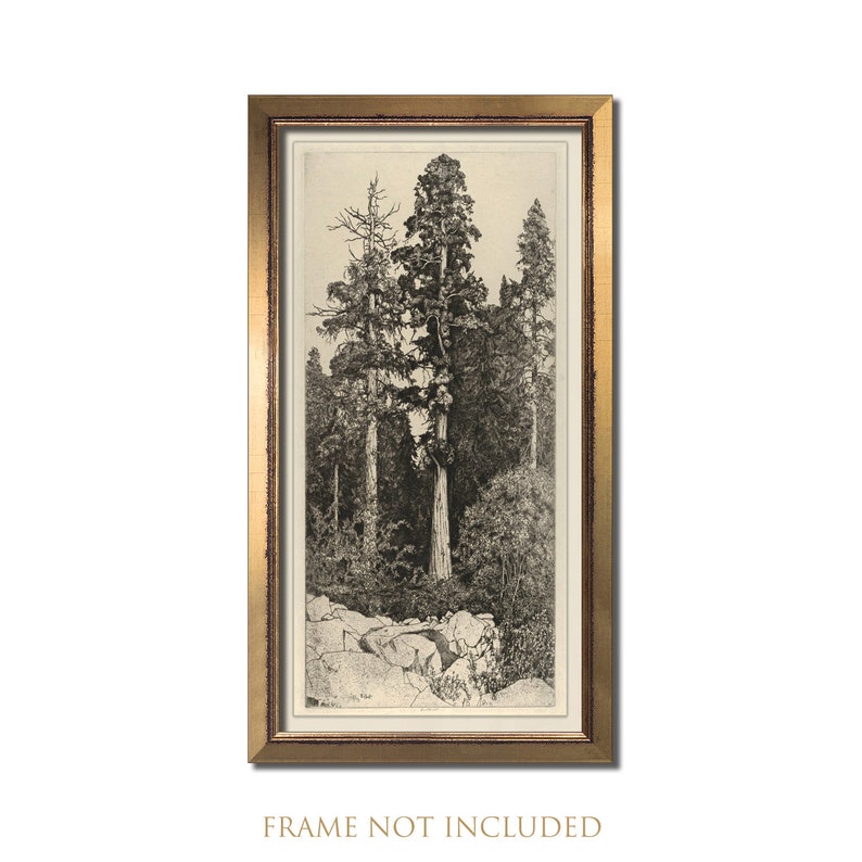 Op de afbeelding: Een zwart-witte vintage illustratie van een hoge sequoia in een bosrijke omgeving. De boom wordt omringd door andere bomen en rotsen.