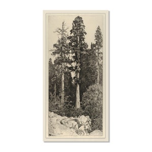 Vintage tree etching print, Antique landscape painting, Modern farmhouse, Long wall art, Sequoia grove, Neutral artwork, Muted nature decor image 2