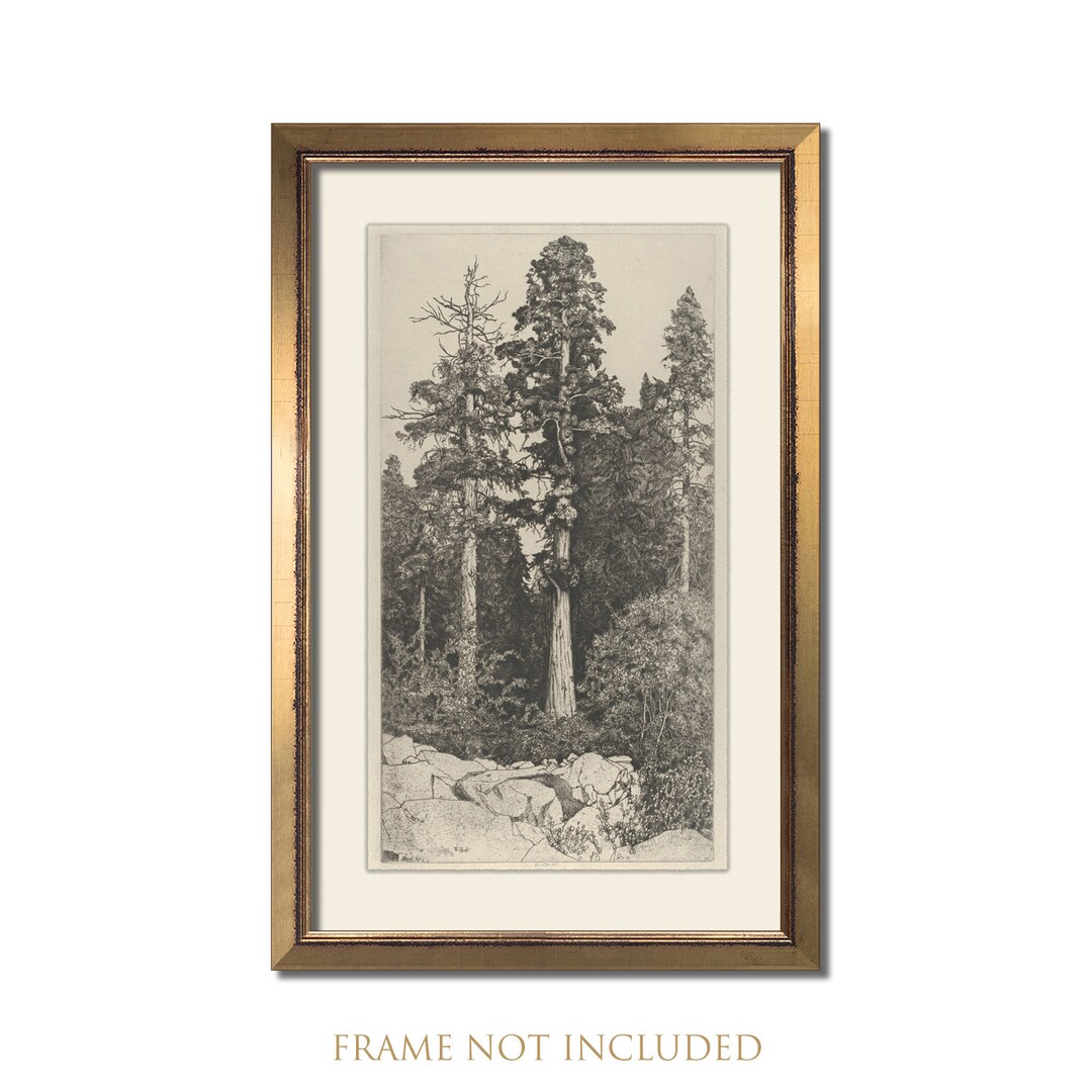 Tree Art Print, Tall Tree Canvas, Tree Tops Art, Vintage Tree Print