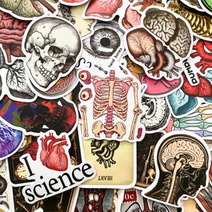 Peut inclure: Un assortiment d'autocollants anatomiques représentant des illustrations du corps humain. Les autocollants montrent un crâne, un cerveau, un cœur, un œil et un squelette. La phrase "I science" est également visible.