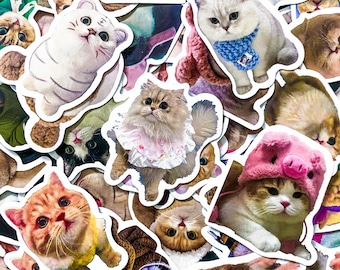 Pacote com 50 adesivos de memes virais de gatos, adesivos engraçados de gatos, adesivos divertidos de gatos, adesivos com fotos fofas de gatos, adesivos à prova d'água para amantes de gatos.