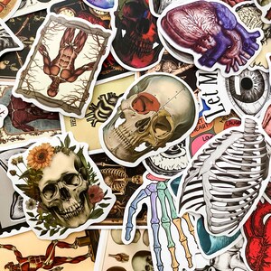 Skeleton Sticker Medical Pack of 50 Anatomy Diagram Stickers, Muscle System Stickers, Skeleton ...