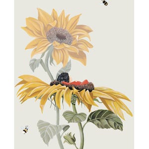 Fiori di sole