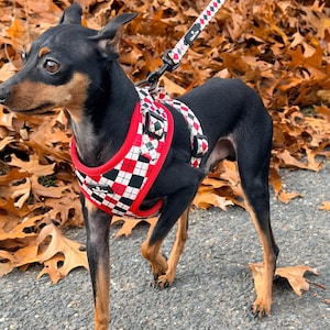 Könnte beinhalten: Ein schwarzer und brauner Zwergpinscher-Hund, der ein rot-schwarz kariertes Geschirr und eine Leine trägt. Der Hund steht auf einer grauen Oberfläche mit Herbstlaub im Hintergrund.