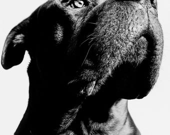 Cane Corso Noir – Majestic Dog Portrait in Black & White | Dramatic Cane Corso Wall Art (Digital Download)